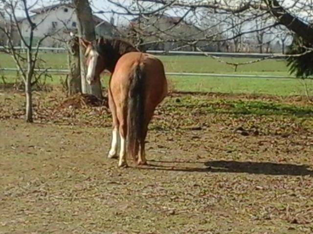 B&B Cm Ranch Кунео Екстер'єр фото